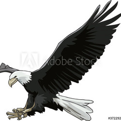 Attack of eagle