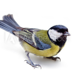 Titmouse on a white background close up