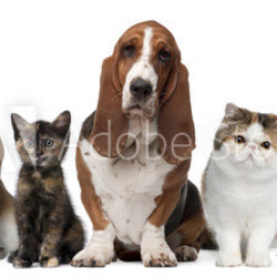 Group of cats and dogs in front of white background