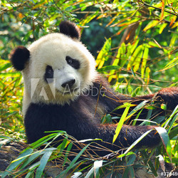 Hungry giant panda bear eating bamboo