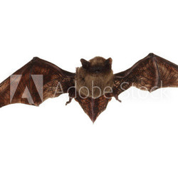 Fledermaus beim Fliegen