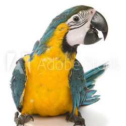 Blue and Gold Macaw