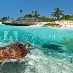 Caribbean Sea scenery with green turtle in Mexico