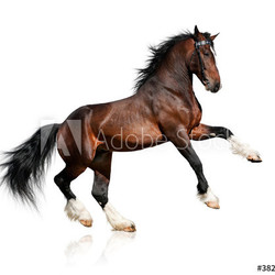 Bay horse isolated on white background