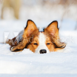 Border collie young dog play in winter