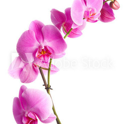  pink flowers orchid on a white background