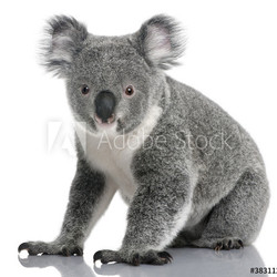 Young koala, Phascolarctos cinereus, 14 months old