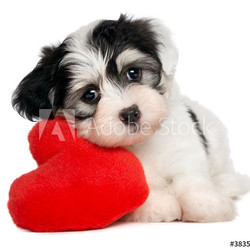 Lover Valentine Havanese puppy with a red heart