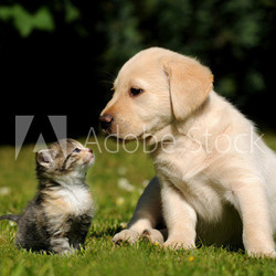 Hund und Katze