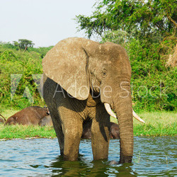 Male African elephant, Kazinga Channel (Uganda)