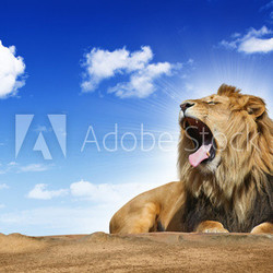 roaring lion