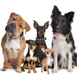 group of five dogs