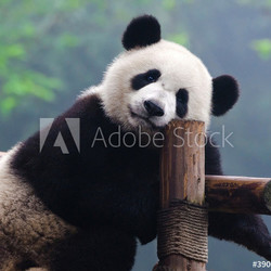 Giant panda bear looking at camera