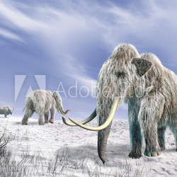 Two mammoth in a field covered of snow.