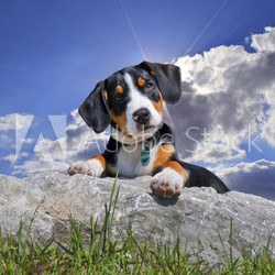 Schweizer Sennenhund