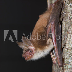 Großes Mausohr (Myotis myotis)