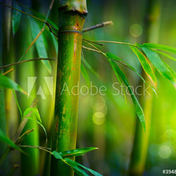 Bamboo