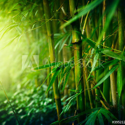Bamboo