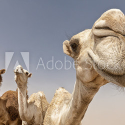 camels