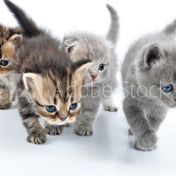 group of little kittens