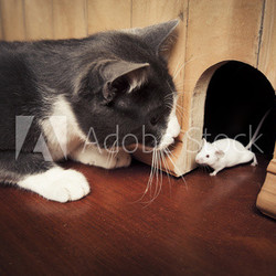 Cat staring at a mouse coming out of it's hole