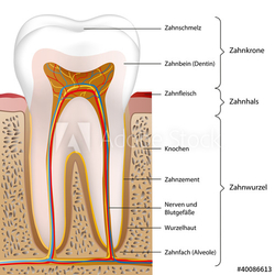 schematic human tooth vector illustration eps10
