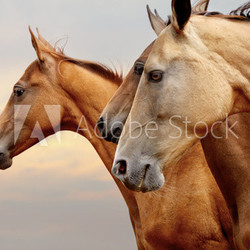 horses