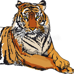 Sketch of white tiger. Vector illustration