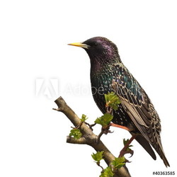 Starling on branch isolated on white background