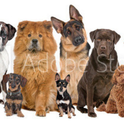 Group of twelve dogs