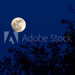 Full moon over forest