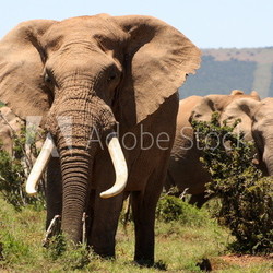 Big tusker elephant