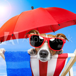 dog sunbathing on a deck chair