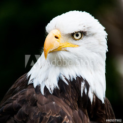 Portrait of a bald eagle