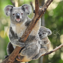 Australian Koala Bear with her baby, Sydney, Australia grey bear
