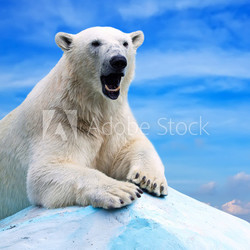 polar bear
