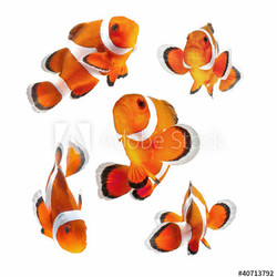 clown fish or anemone fish isolated on white background