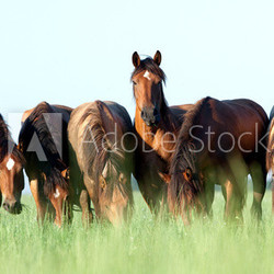 Group of wild horses in field at morning.