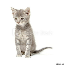 Gray kitten on white