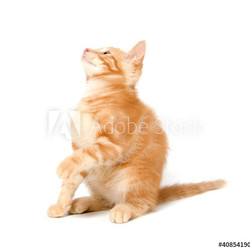 Cute yellow kitten on white background