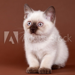 British kitten on brown background