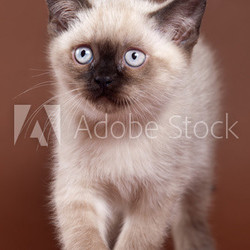 British kitten on brown background
