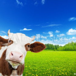 cow and field of fresh grass