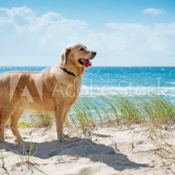 Golden retriever on a sandy dune overlooking beach