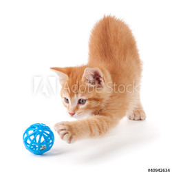 Cute orange kitten playing on a white background.