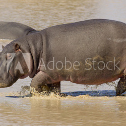 Hippo, South Africa