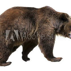 Isolated brown bear (Ursus arctos)
