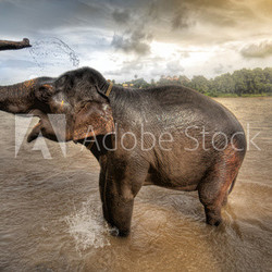 elephant bath in Kerela , south india