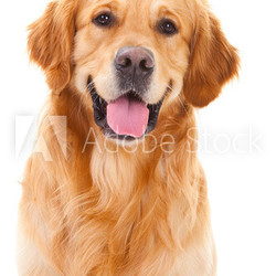 golden retriever dog sitting on isolated  white