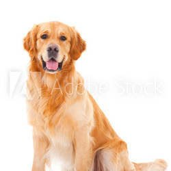 golden retriever dog sitting on isolated  white